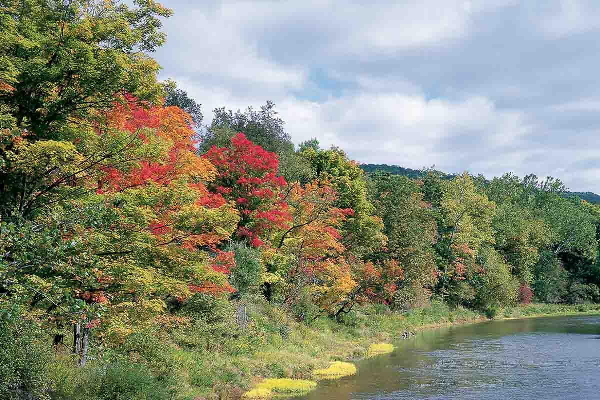 Kane Forest, waterway cover