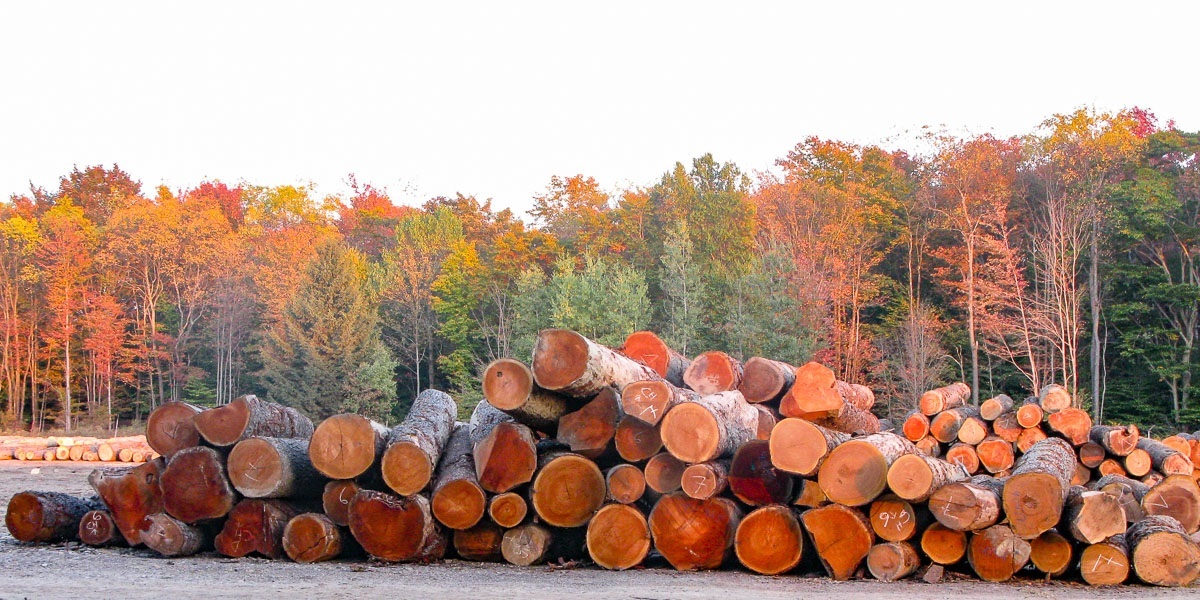 Cherry Logs in Kane Hardwoods Logyard