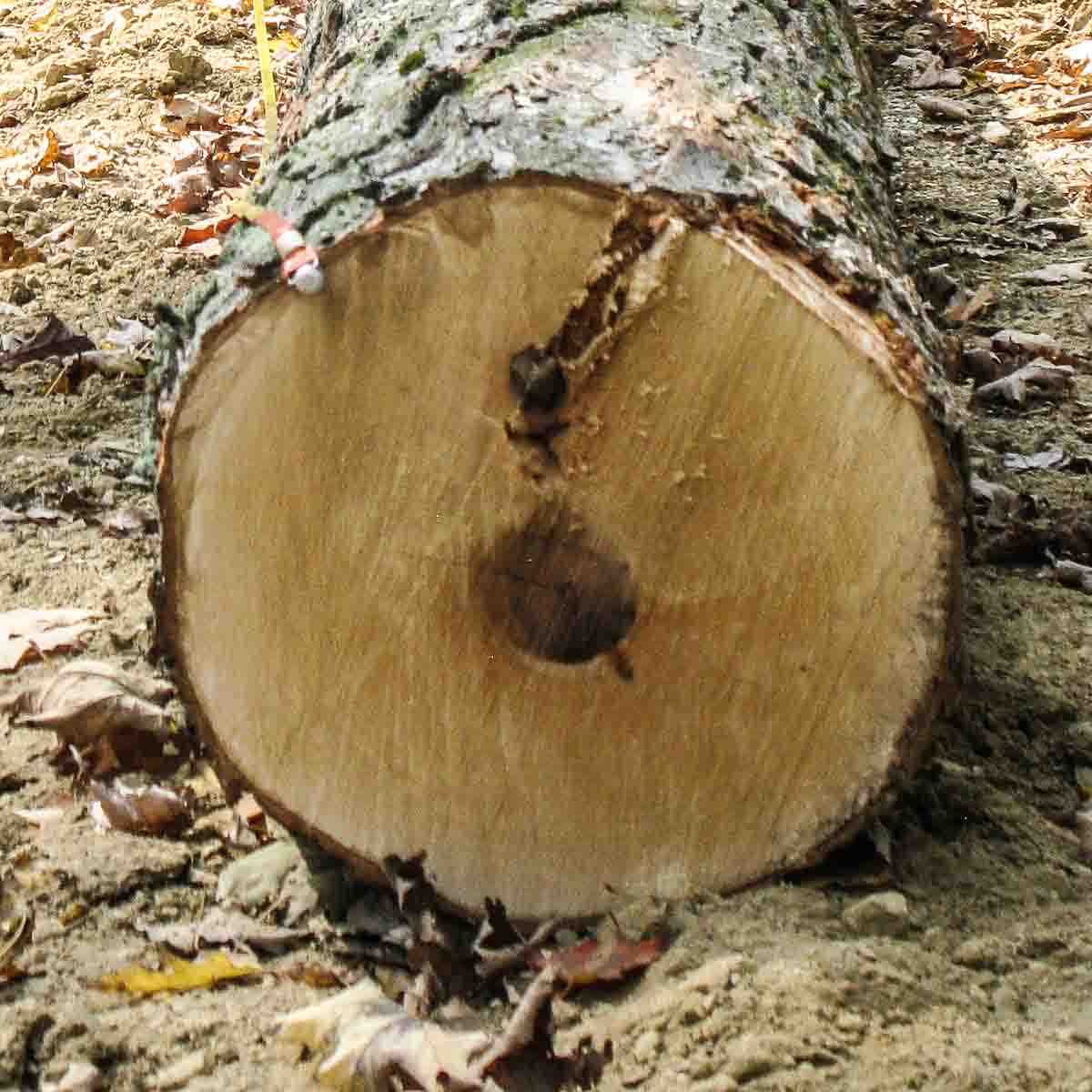 end of a hard maple log