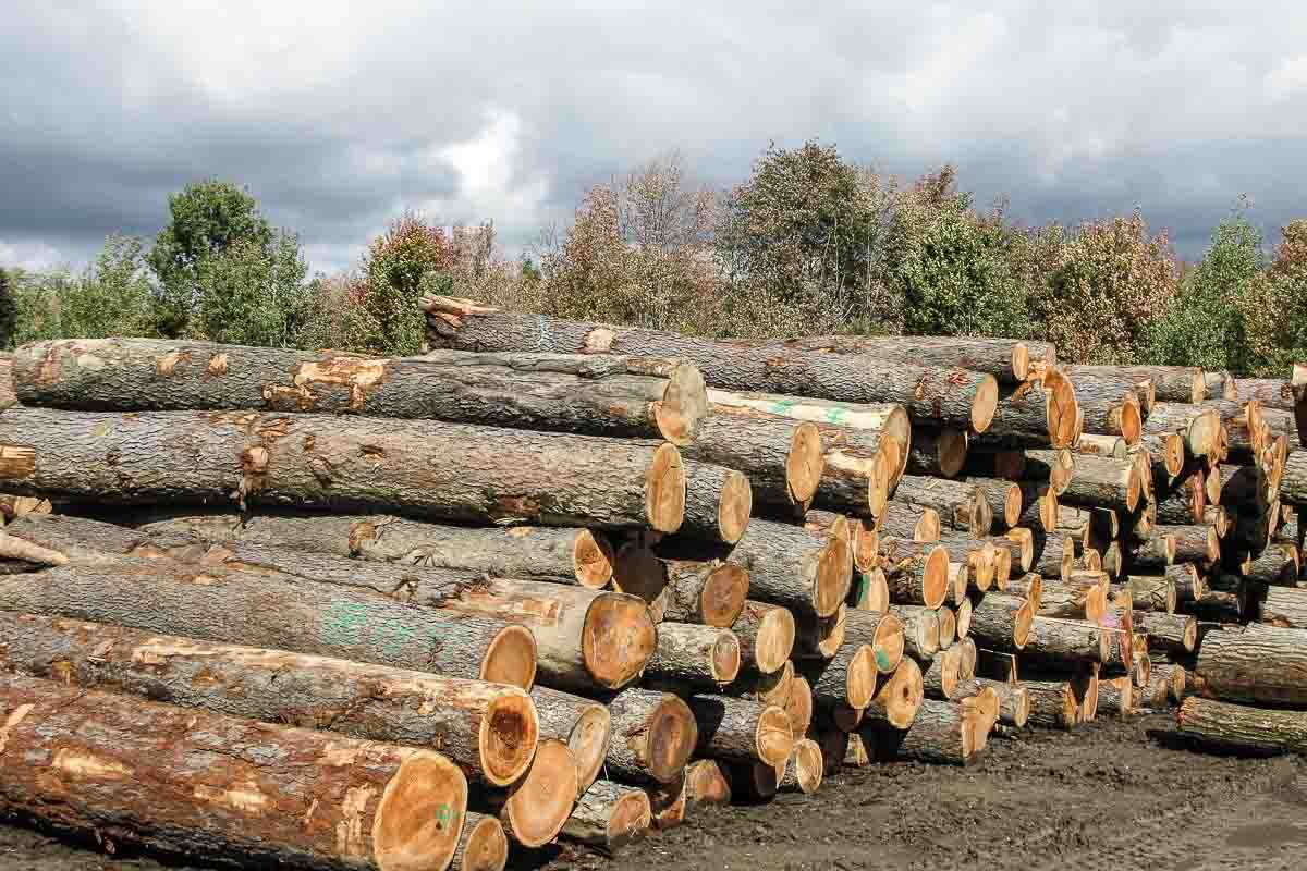 cherry logs, Kane yard one