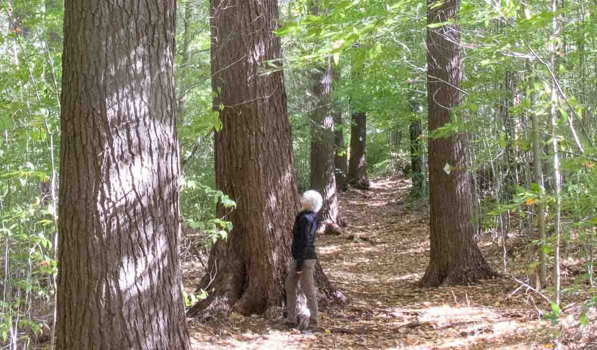 Leslie in an FSC forest.