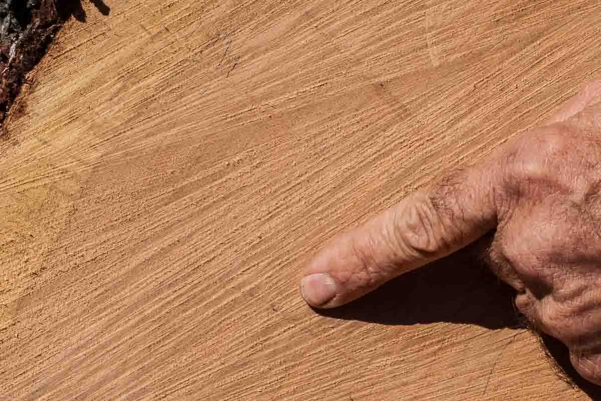 closeup of defect in cherry log