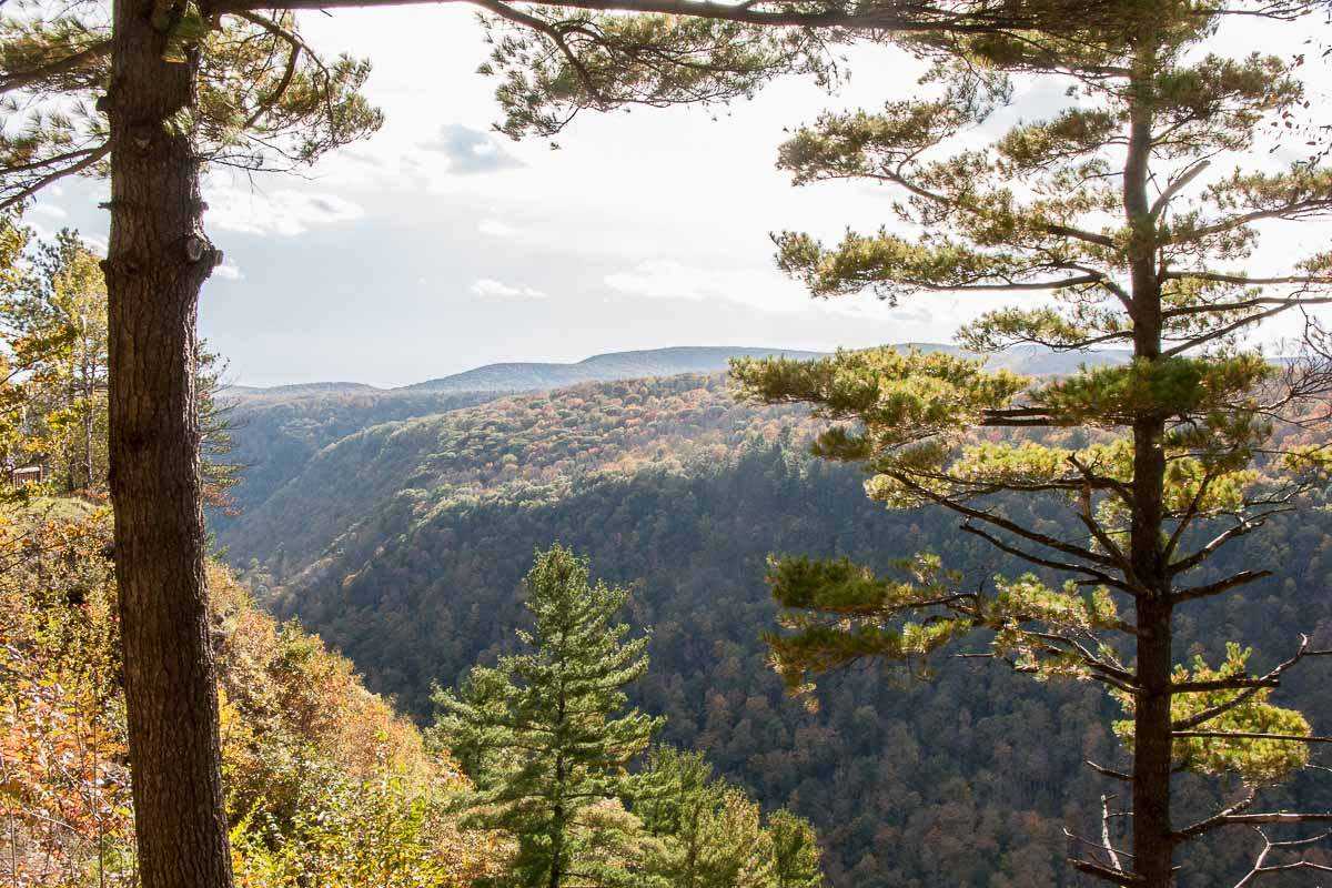 Pennsylvania forest near Irion Lumber