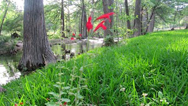 red flowers along clear creek