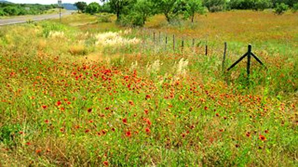 roadside wildflowers along fence